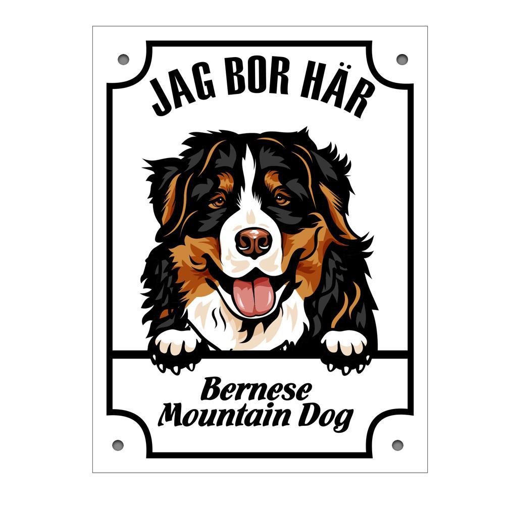 Plåtskylt Jag bo här Bernese mountain dog Kikande hund skylt - Highstreet.se