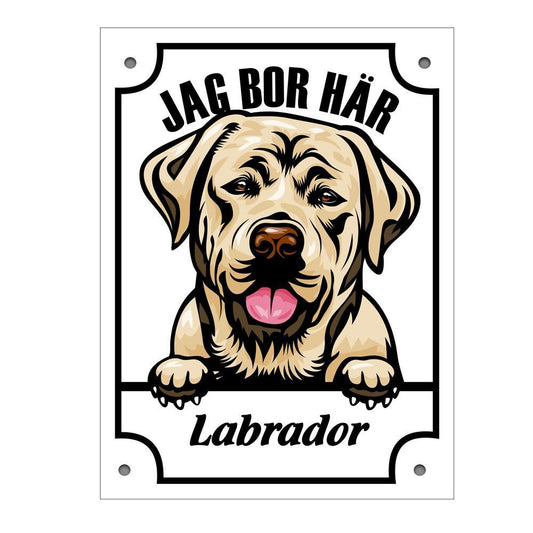 Plåtskylt Labrador Kikande hund skylt - Gold