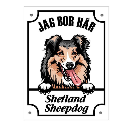 Plåtskylt Shetland Sheepdog Kikande hund skylt